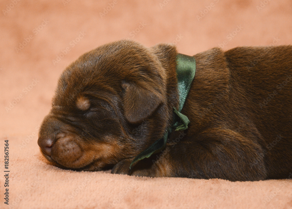 New born brown puppy sleeping