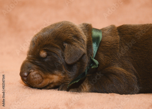 Obraz na płótnie New born brown puppy sleeping w salonie