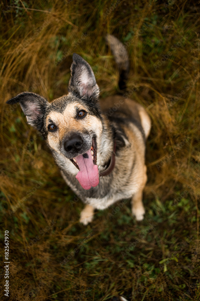 Portrait of beautiful happy dog, looking at camera at nature