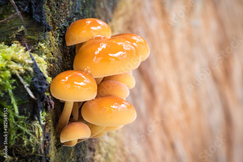 Edible mushrooms known as Enokitake with blurred background