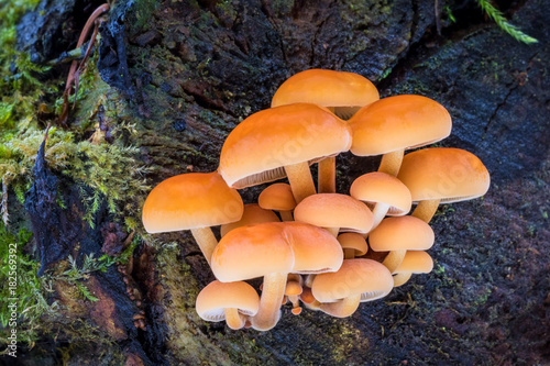 Edible mushrooms Flammulina velutipes known as Golden Needle