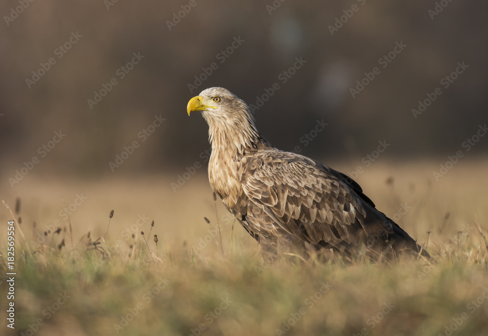 White tailed Eagle (Haliaeetus albicilla) White tailed Eagle (Haliaeetus albicilla)