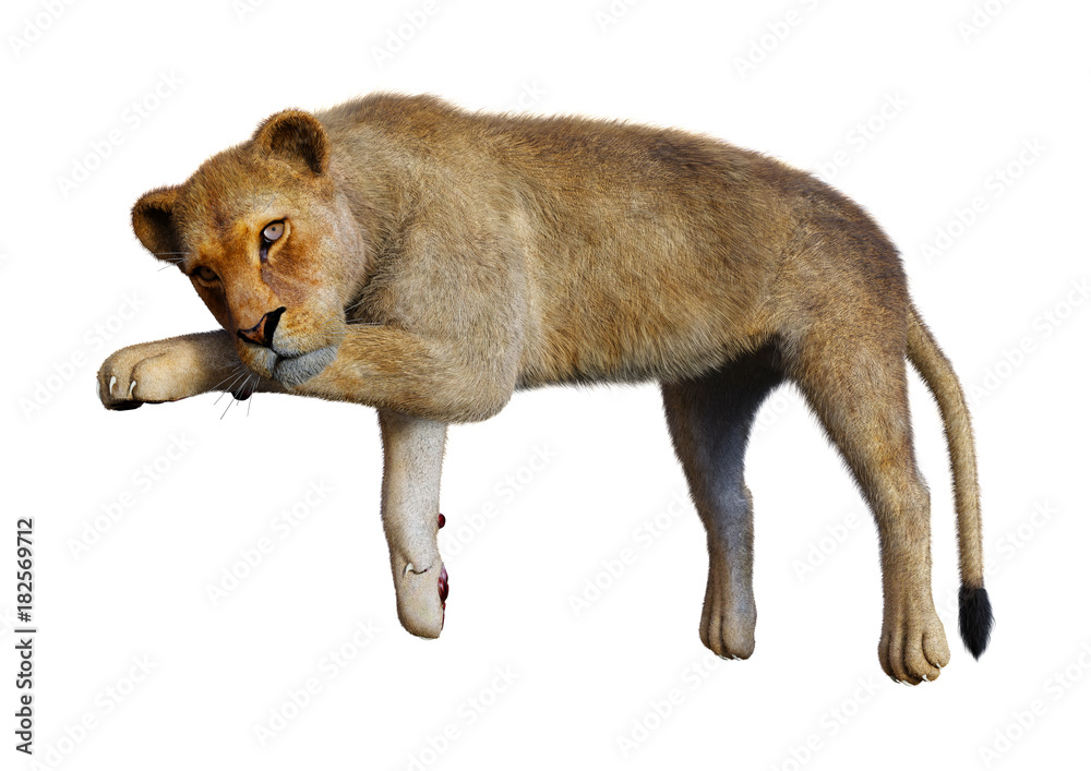 3D Rendering Female Lion on White 3D Rendering Female Lion on White