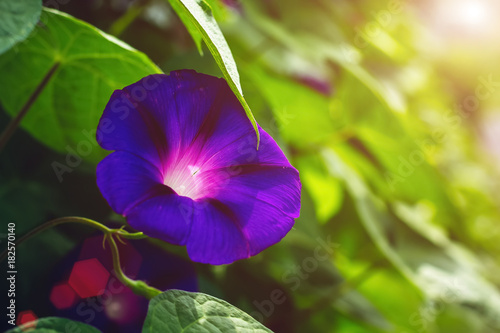 A beautiful violet flower is illuminated by the rays of the sun.  Green leaves