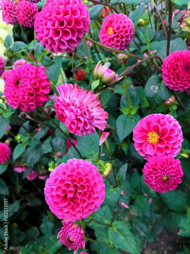 colorful flowers dahlias © Anzela