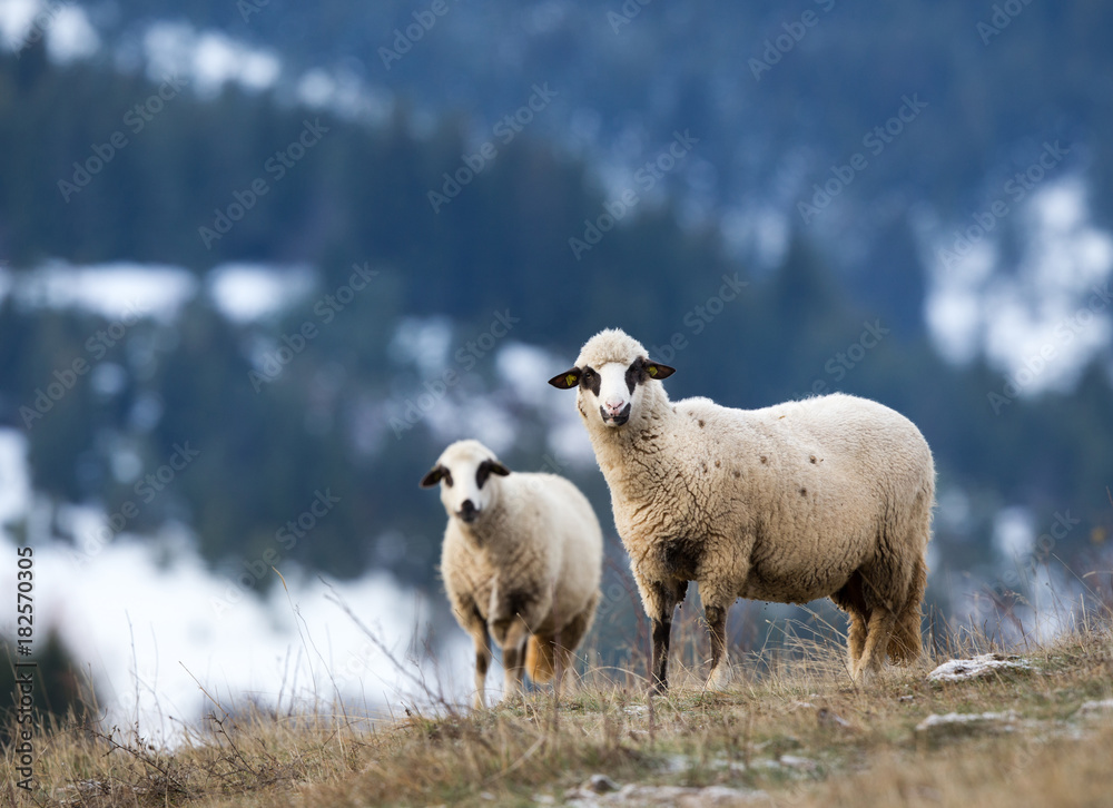 Sheep grazing on hillside with forest in background Sheep grazing on hillside with forest in background