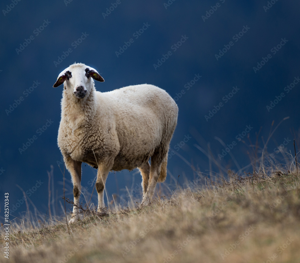 Sheep grazing on hillside with forest in background Sheep grazing on hillside with forest in background