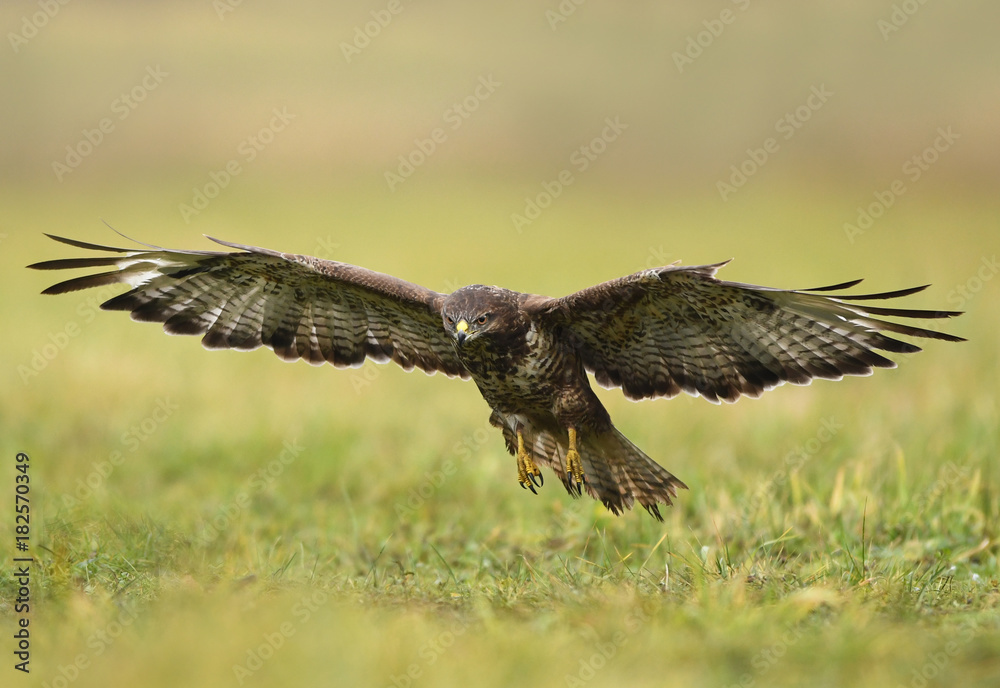Obraz premium Common buzzard (Buteo buteo)