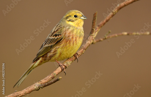Yellowhammer (Emberiza citrinella) photo