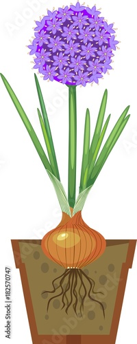 Flowering ornamental onion bulb with green leaves in pot on white background