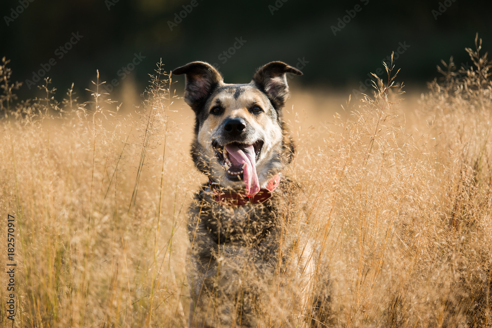 Portrait of beautiful happy dog, looking at camera, sitting in a sunny meadow