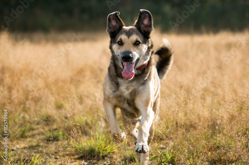 Portrait of beautiful happy dog, looking at camera, standing in a sunny meadow © Alexandr