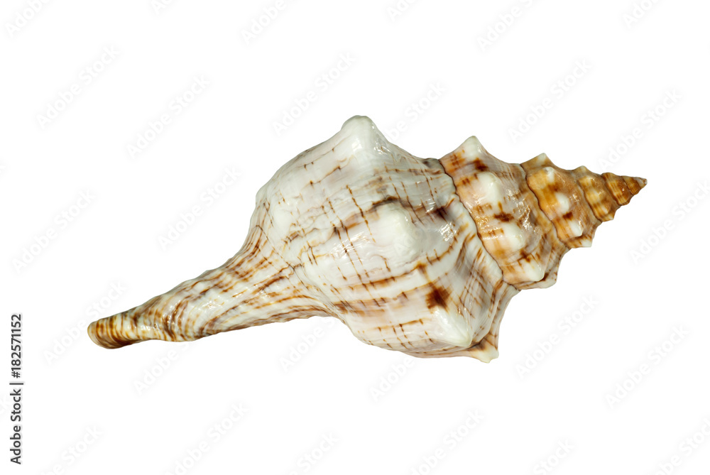 shell of a sea mollusk with picturesque bumps, pattern, stripes and specks isolated