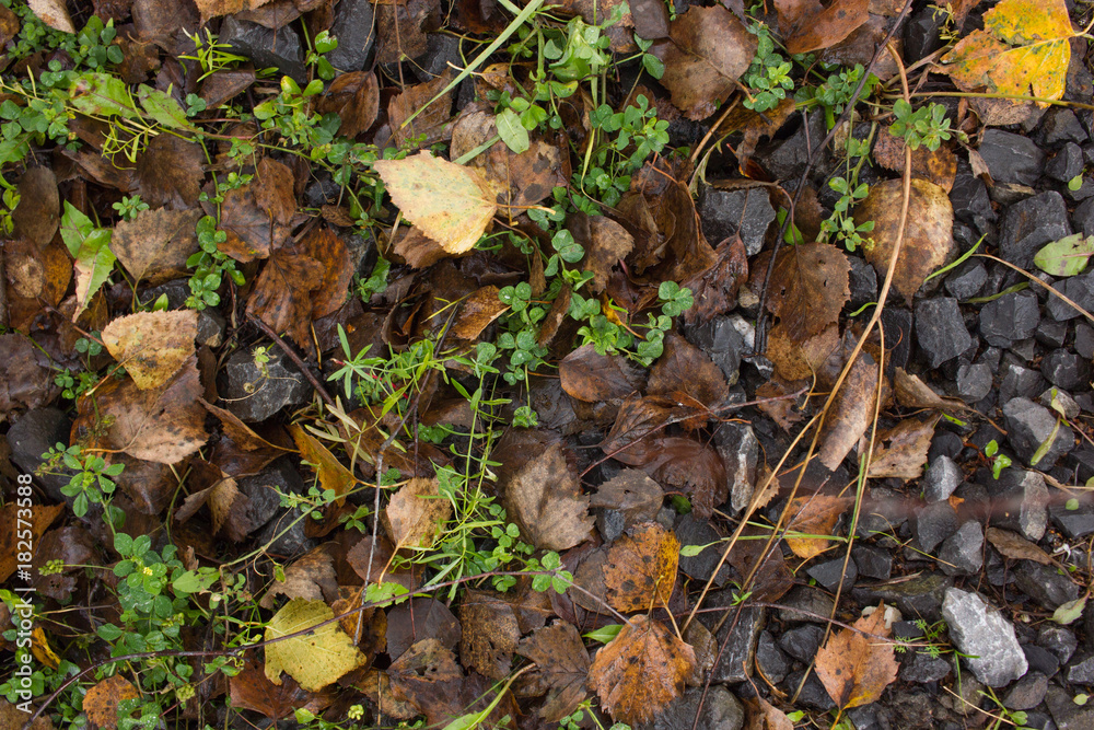 Grass, leaves and stones background Grass, leaves and stones background