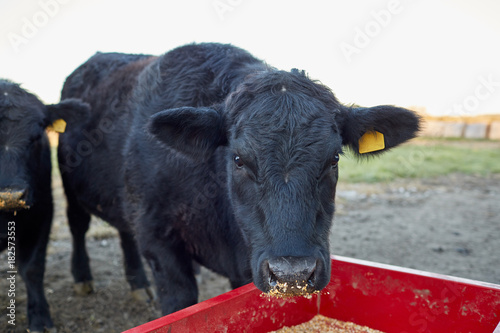 Εκτύπωση καμβά Curious black cow feeding from a trough
