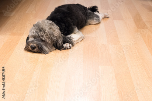 Sad Shih Tzu puppy lying on the wooden floor.