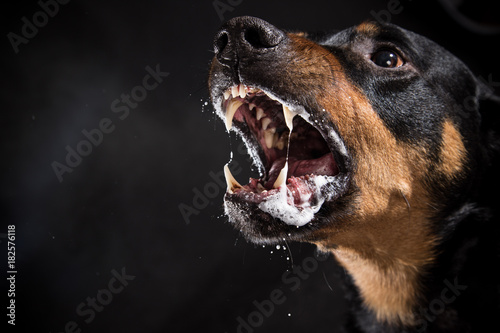 Canvas Print Ferocious Rottweiler barking mad on black background.