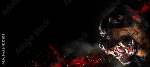 Fototapeta Naklejka Na Ścianę i Meble -  Ferocious Rottweiler barking mad on black background.