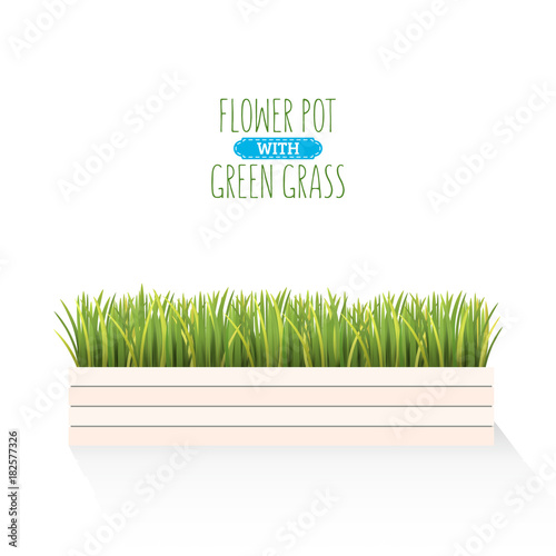 Fresh green grass in a rectangular pot. Element of home decor. The symbol of growth and ecology. Vector realistic illustration, isolated.