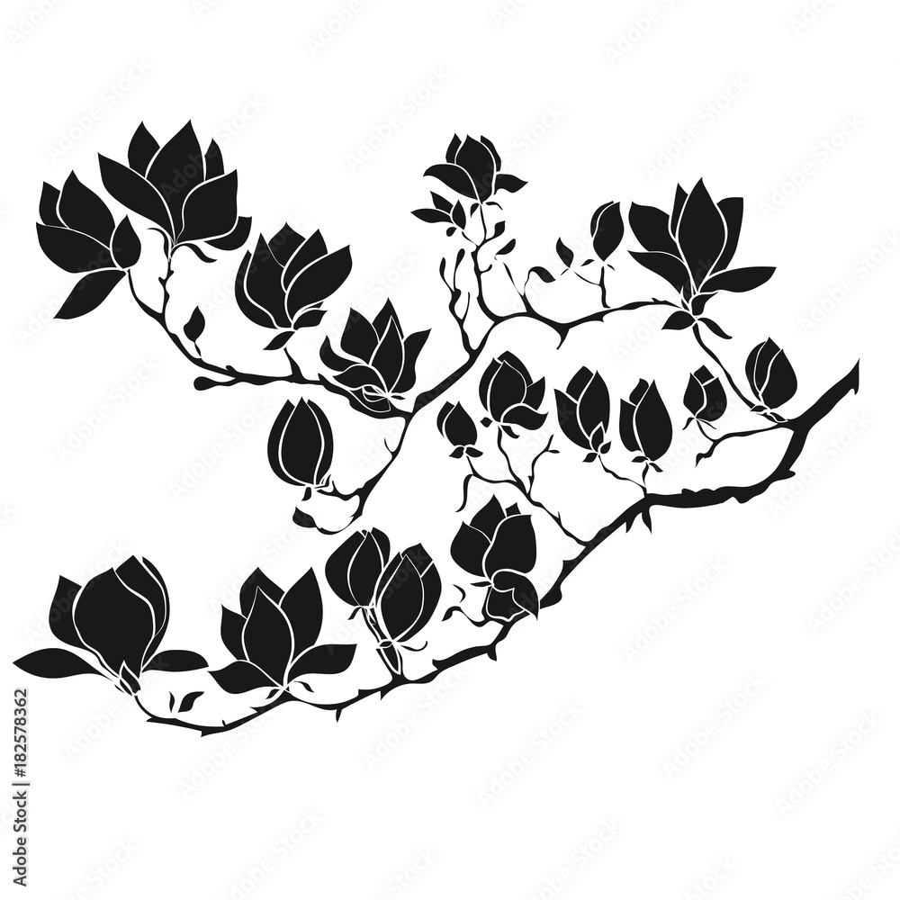 Naklejka premium Flowering Branch of Magnolia on white background vector illustration