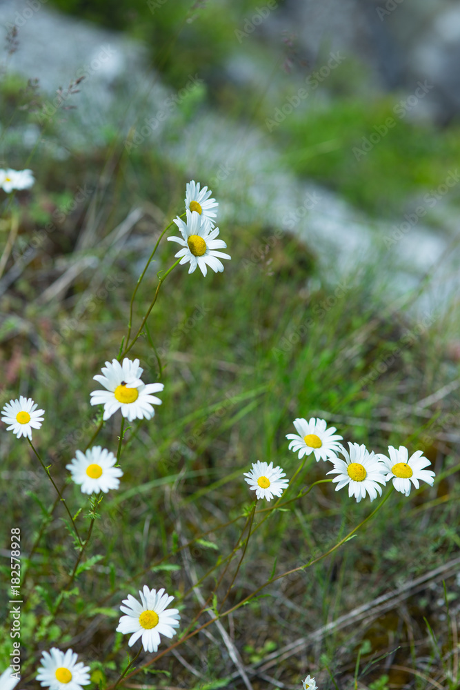 Wild camomiles in the mountains of Abkhazia Wild camomiles in the mountains of Abkhazia