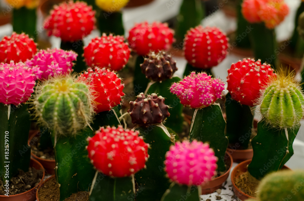 Cactus in counter Cactus in counter