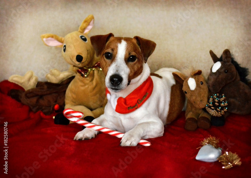 Jack Russell Dog Sitting Down with Toys Around Him and Christmas Decorations © Georgiana Bianca Pop