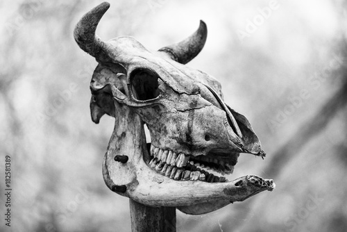 Animal skull in black and white