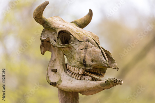 Animal skull © stefan1085