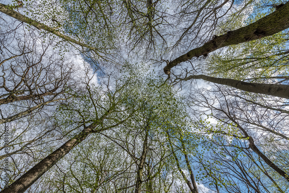 Fototapeta premium Tree tops