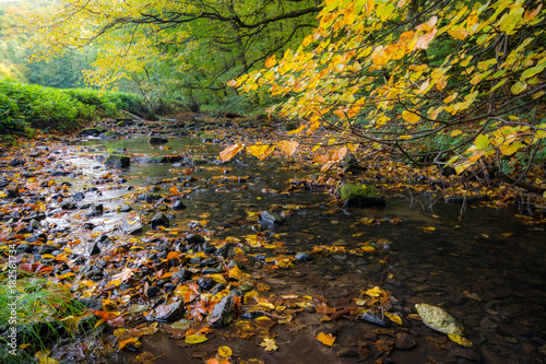 Fototapeta Naklejka Na Ścianę i Meble -  Forest stream with fall colorful foliage in autumn, Little Carpathian, Slovakia, Europe