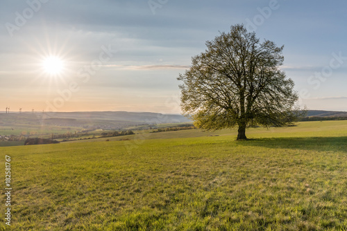 Lonesome Tree on field in sundown
