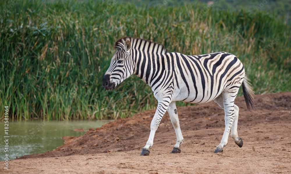 Burchells or Plains Zebra Drinking Water Burchells or Plains Zebra Drinking Water