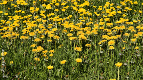Dandelion in a Field