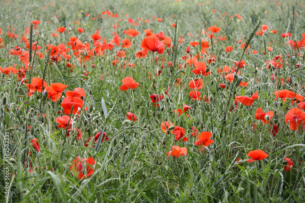 Fototapeta premium Roter Klatschmohn