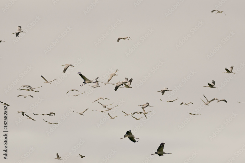 Kraniche ziehen vor dem bewölkten Himmel an der Ostsee