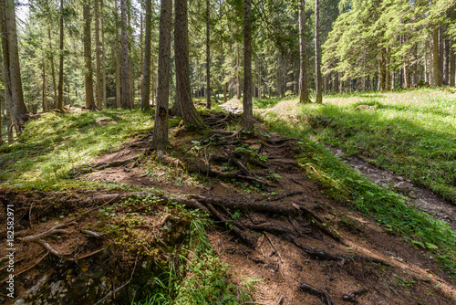 Hiking trail trough forest in dolomiti mountain © stefan1085