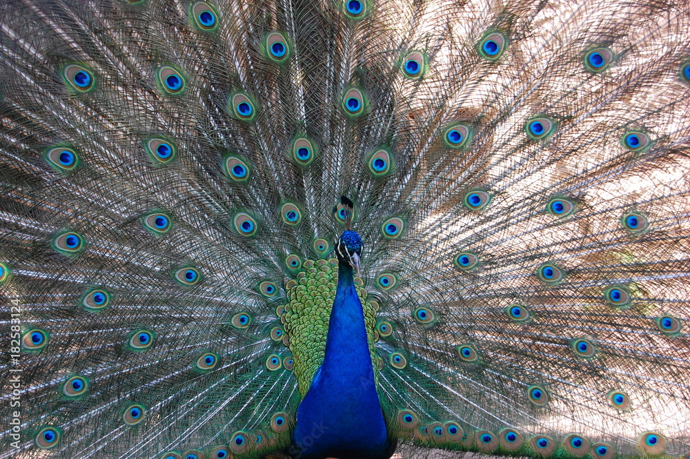 Obraz premium Peacock