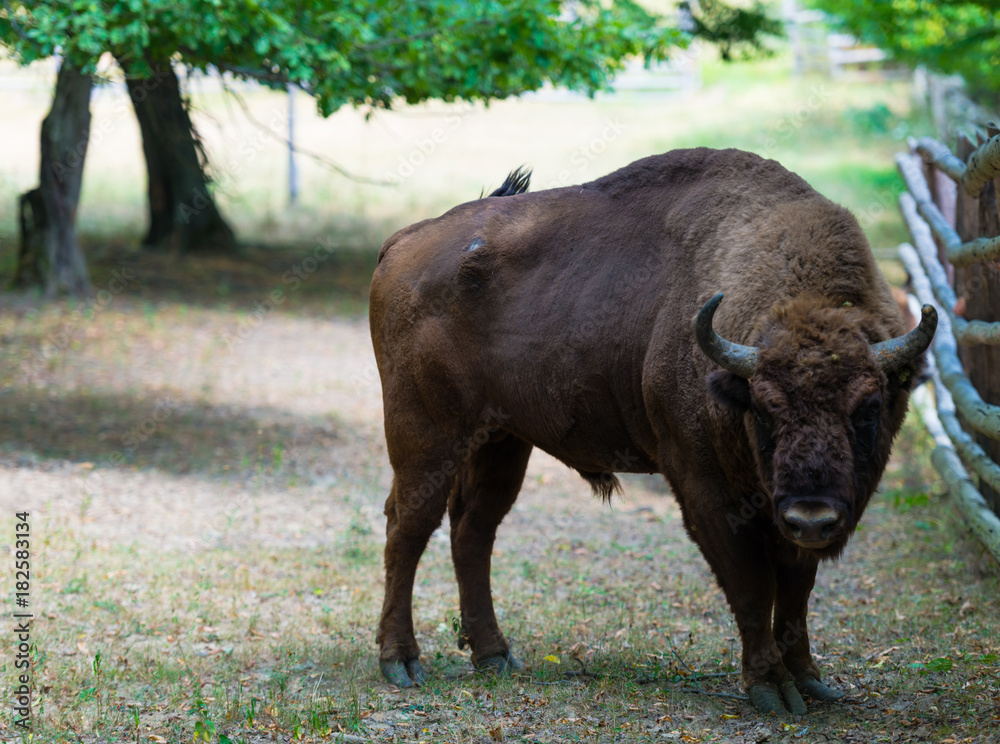 Wild aurochs