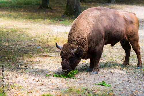 Wild aurochs © somra