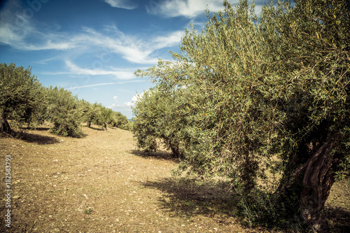 Olive trees and blue sky