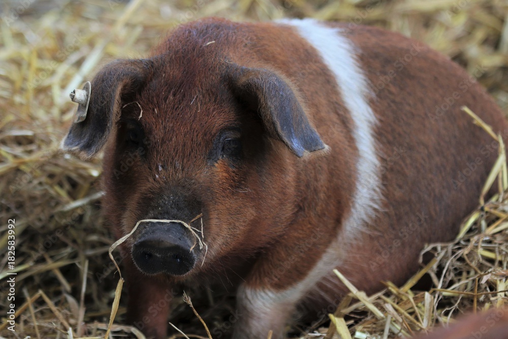 niedliches rotbuntes Husumer Schwein Ferkel niedliches rotbuntes Husumer Schwein Ferkel