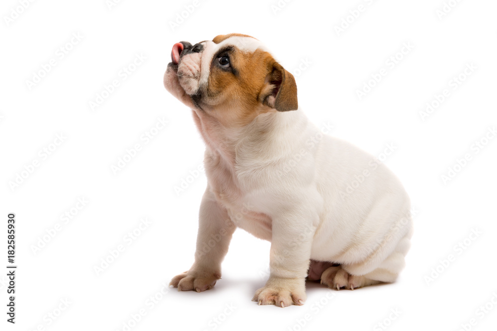 Cute puppy of English Bulldog isolated on white background