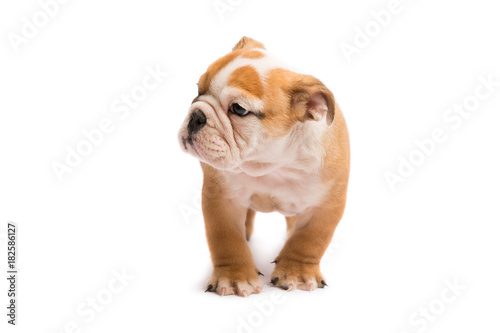 Cute puppy of English Bulldog isolated on white background © zorandim75