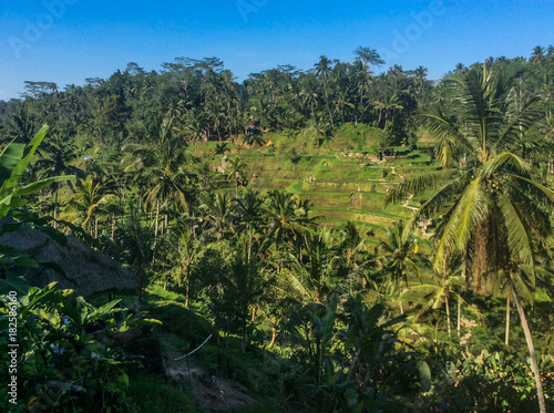 Tegalalang Rice Terraces, Ubud - Bali, Indonesia
