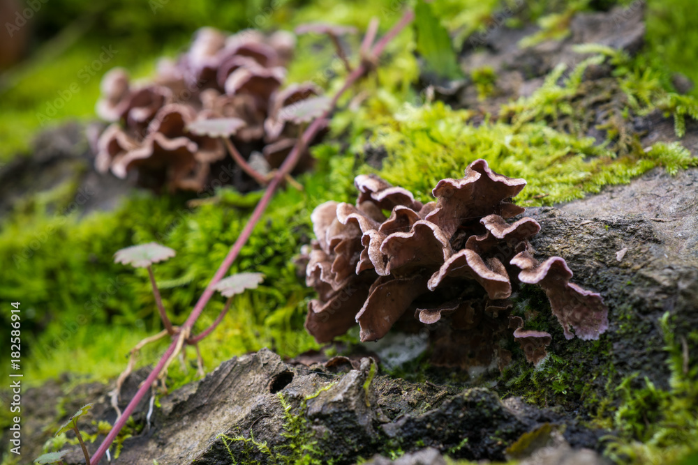 Macro photo - brown fungus and moss on putrescent stump Macro photo - brown fungus and moss on putrescent stump