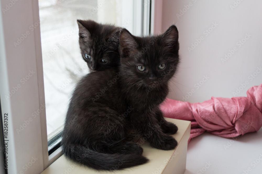 two cute little black kitten sitting on a box on the windowsill