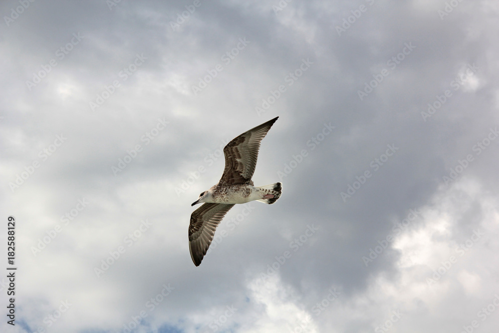 Obraz premium Mouette dans le ciel gris