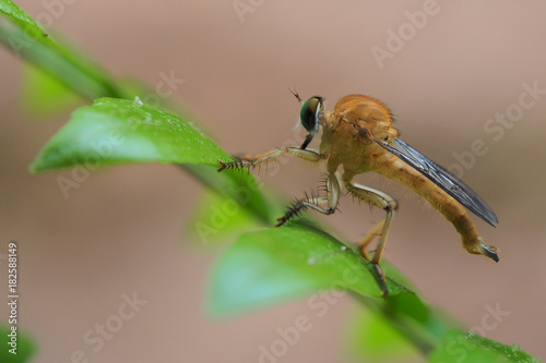 Baby dragonfly on green leaves and orange background