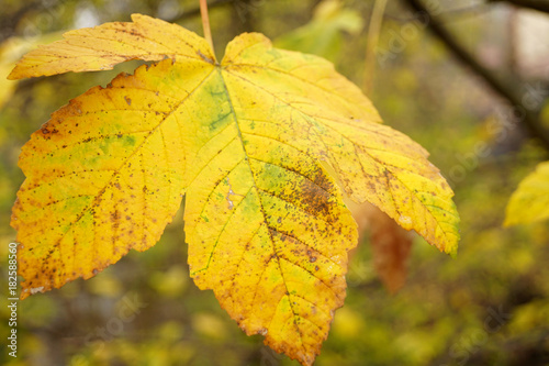 Foglia gialla nel bosco in autunno con sfondo di piante 